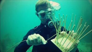 Basket Weaver Underwater